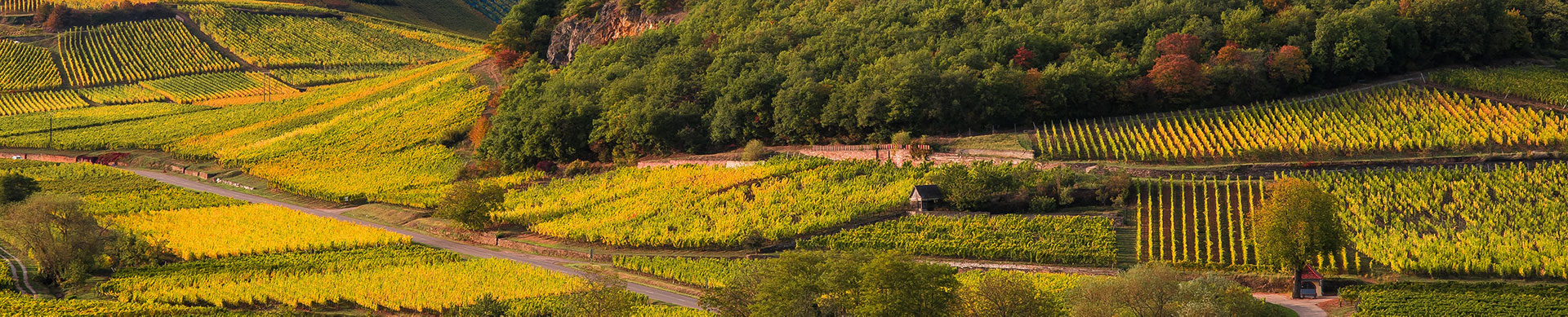 Vins Bio d'Alsace - Domaine De l'Envol