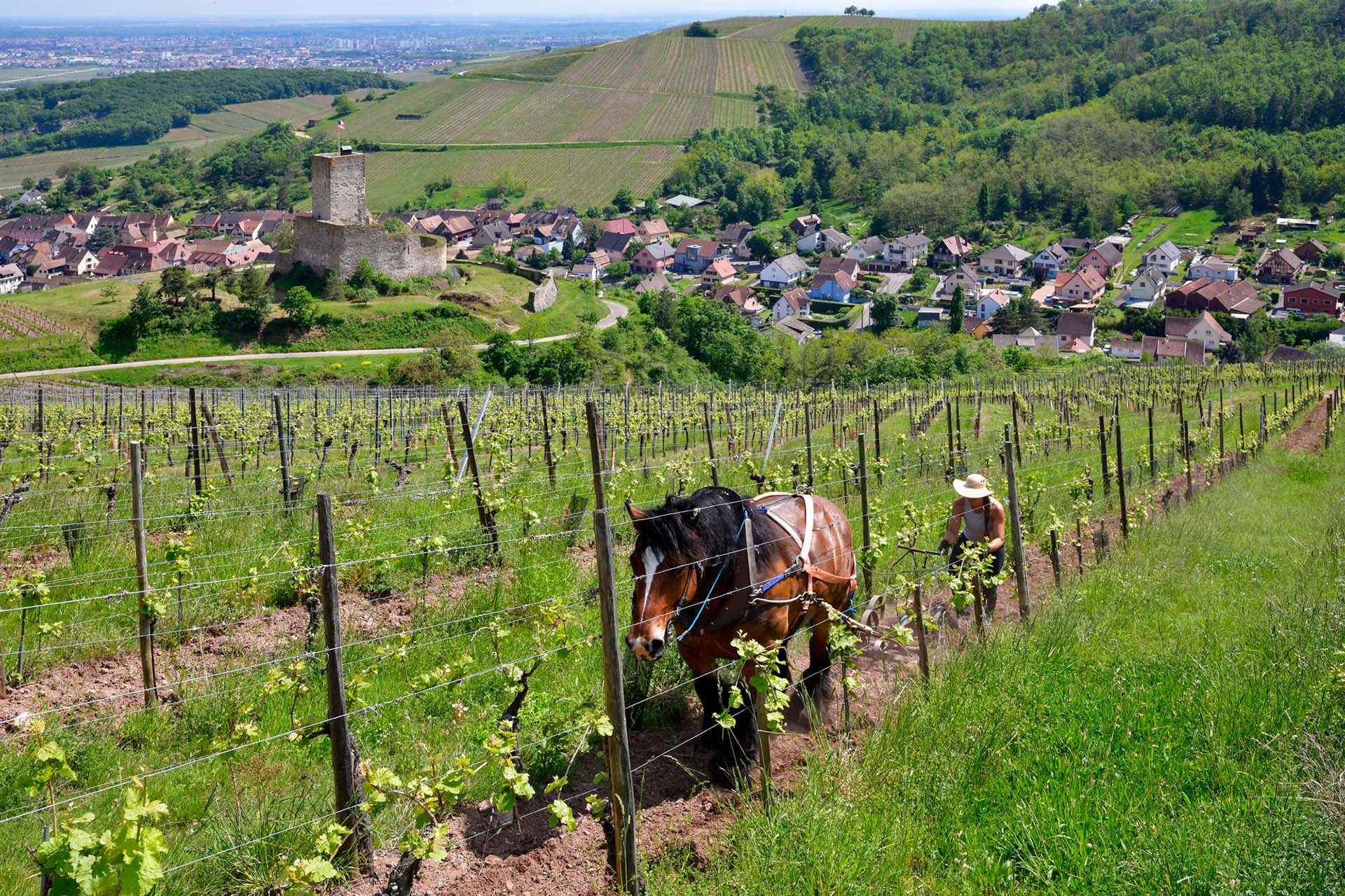 Notre Philosophie - Domaine De l'Envol - Vins d'Alsace